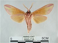 雙黃條天蛾藏品圖，第2張