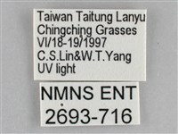 雙黃條天蛾藏品圖，第3張