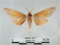 雙黃條天蛾藏品圖，第2張