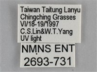 雙黃條天蛾藏品圖，第3張