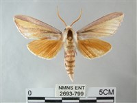 雙黃條天蛾藏品圖，第1張