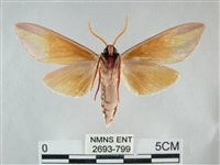 雙黃條天蛾藏品圖，第2張