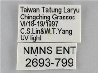 雙黃條天蛾藏品圖，第3張