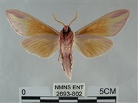 雙黃條天蛾藏品圖，第2張