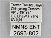 雙黃條天蛾藏品圖，第3張