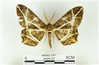 樹形尺蛾藏品圖，第1張