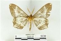 樹形尺蛾藏品圖，第2張