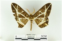 樹形尺蛾藏品圖，第1張