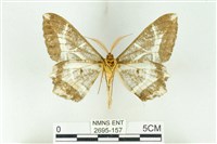 樹形尺蛾藏品圖，第2張