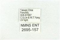 樹形尺蛾藏品圖，第3張