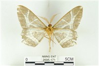 樹形尺蛾藏品圖，第2張