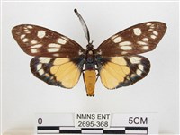 蓬萊茶斑蛾藏品圖，第1張