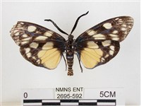 蓬萊茶斑蛾藏品圖，第2張