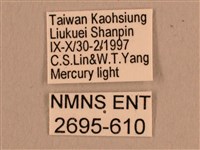 背線天蛾藏品圖，第3張