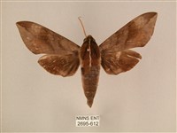 背中白天蛾藏品圖，第1張