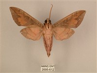 背中白天蛾藏品圖，第2張