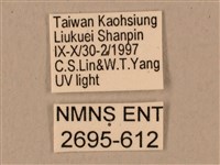 背中白天蛾藏品圖，第3張