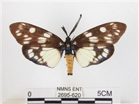 蓬萊茶斑蛾藏品圖，第1張