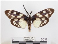 蓬萊茶斑蛾藏品圖，第2張