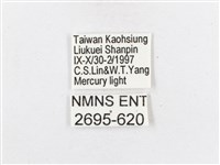 蓬萊茶斑蛾藏品圖，第3張