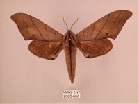 直翅六點天蛾藏品圖，第1張