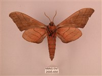 直翅六點天蛾藏品圖，第2張