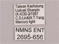 直翅六點天蛾藏品圖，第3張