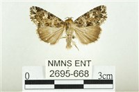 白斑散紋夜蛾藏品圖，第1張