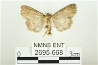 白斑散紋夜蛾藏品圖，第2張