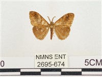 小白紋毒蛾藏品圖，第1張