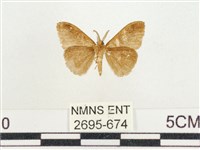 小白紋毒蛾藏品圖，第2張