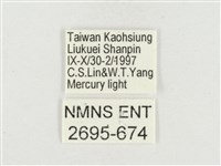 小白紋毒蛾藏品圖，第3張