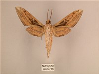 背線天蛾藏品圖，第2張