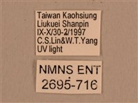 背線天蛾藏品圖，第3張