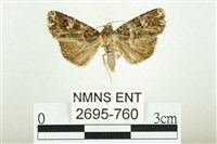 白斑散紋夜蛾藏品圖，第1張