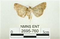 白斑散紋夜蛾藏品圖，第2張