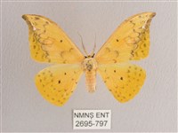 黃鉤蛾藏品圖，第1張