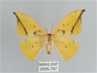 黃鉤蛾藏品圖，第2張