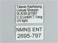 黃鉤蛾藏品圖，第3張