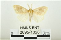 寬紋黃毒蛾藏品圖，第1張