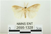 寬紋黃毒蛾藏品圖，第2張