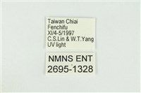 寬紋黃毒蛾藏品圖，第3張