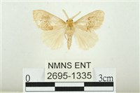 寬紋黃毒蛾藏品圖，第1張