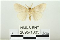 寬紋黃毒蛾藏品圖，第2張