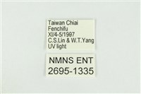 寬紋黃毒蛾藏品圖，第3張