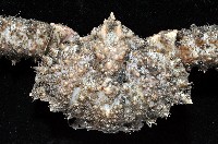 棘刺菱蟹藏品圖，第2張