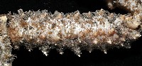 棘刺菱蟹藏品圖，第5張