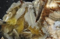 強壯菱蟹藏品圖，第11張