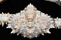 強壯菱蟹藏品圖，第5張