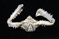 強壯菱蟹藏品圖，第6張